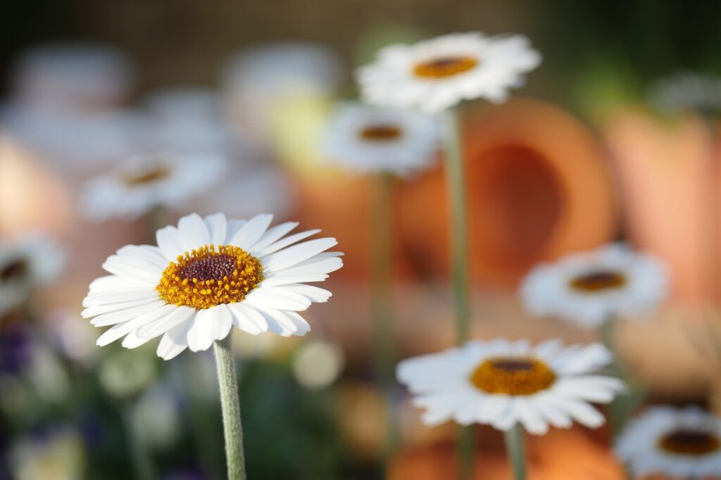 nature, daisies, daisy-3184889.jpg